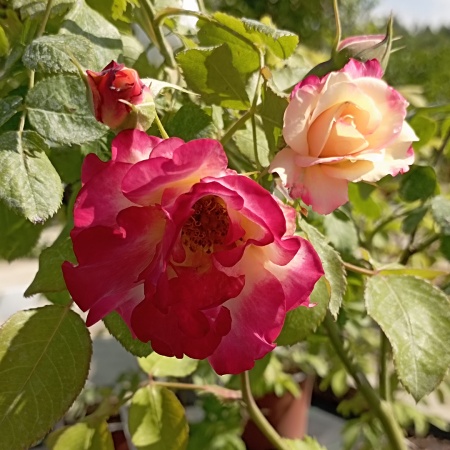 Роза парковая "Кэмпфайр" (Campfire) Роза парковая "Кэмпфайр" (Campfire)