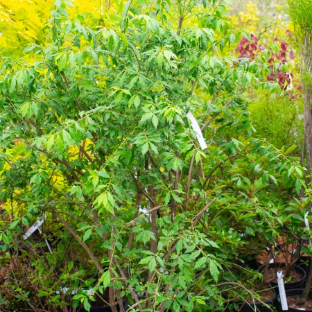 Бересклет крылатый "Chicago Fire" (Чикаго Файер)