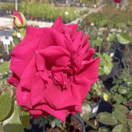 Роза чайно-гибридная "Секси Ред" (Sexy Red)