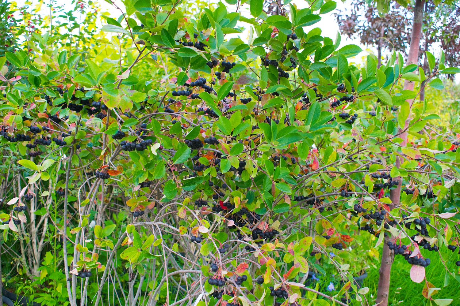 Рябина черноплодная «Арония»