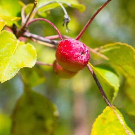 Яблоня декоративная "Rudolph" (Рудольф)