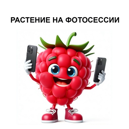 Малина ремонтатная "Атлант"