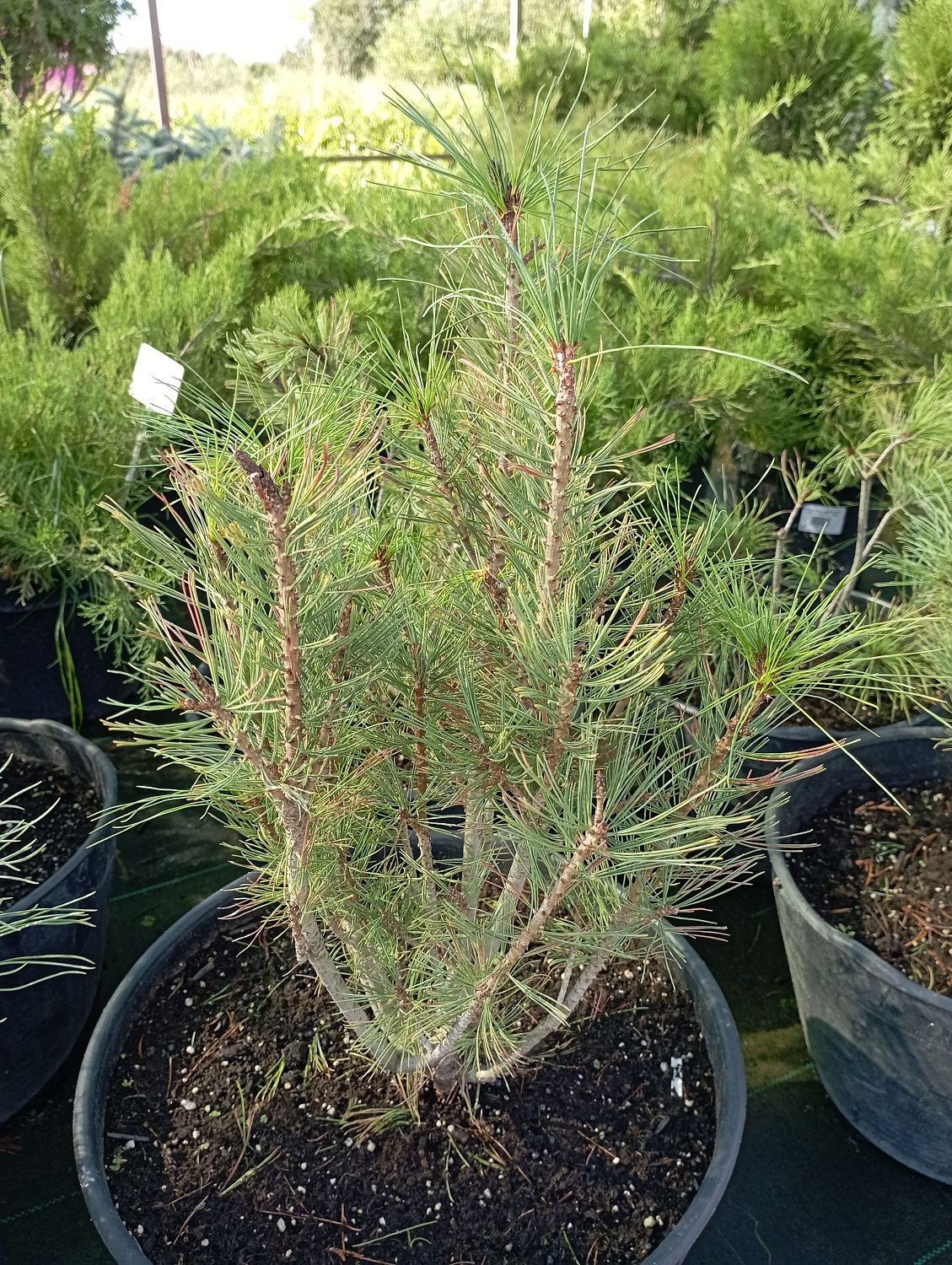 Кедровый стланик