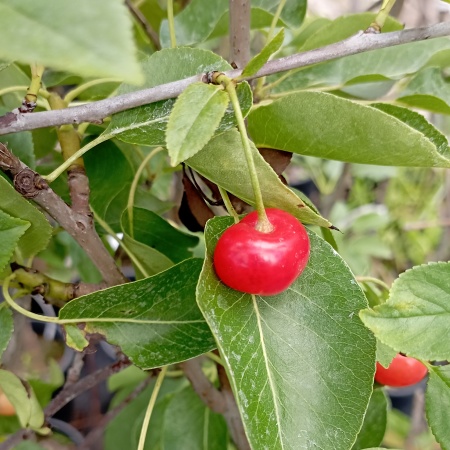Вишня "Харитоновская"