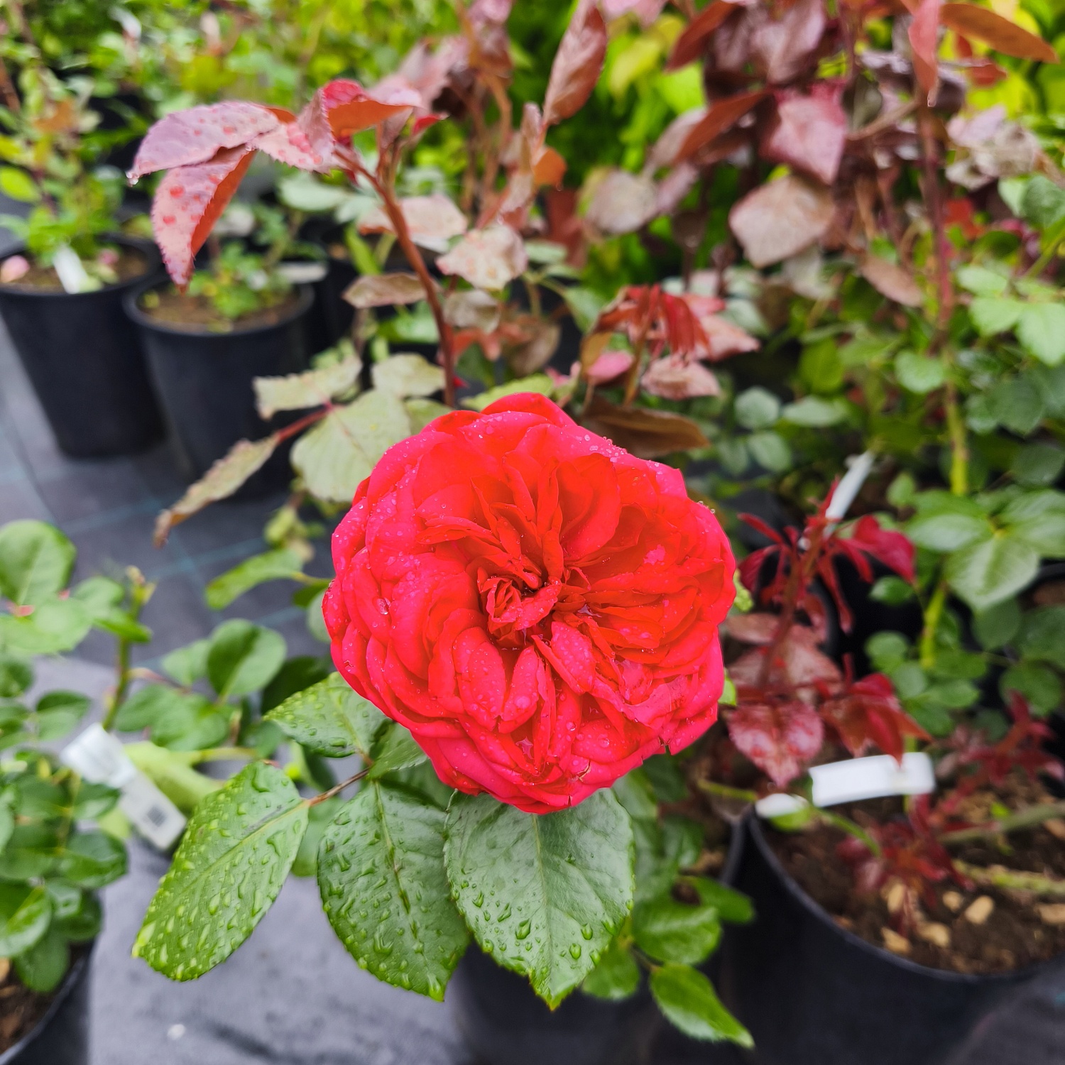 Роза чайно-гибридная Ред Пиано