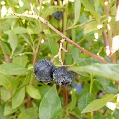 Голубика "Дюк"