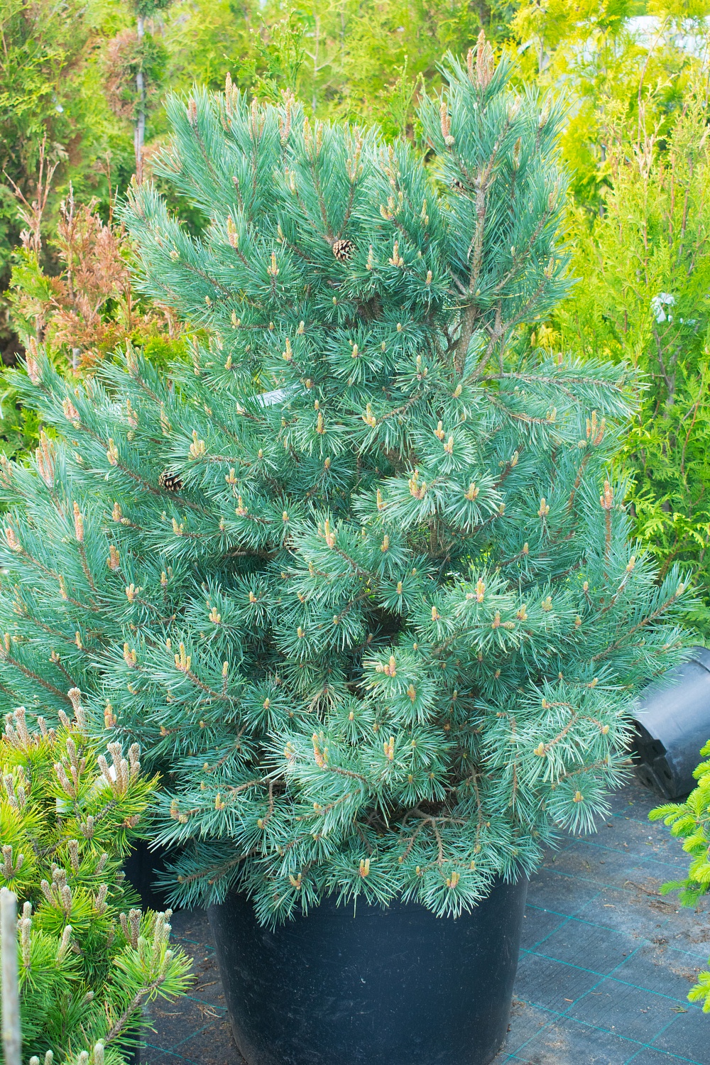 Сосна обыкновенная "Ватерери" / Pinus sylvestris "Watereri" Сосна обыкновенная "Ватерери" / Pinus sylvestris "Watereri"