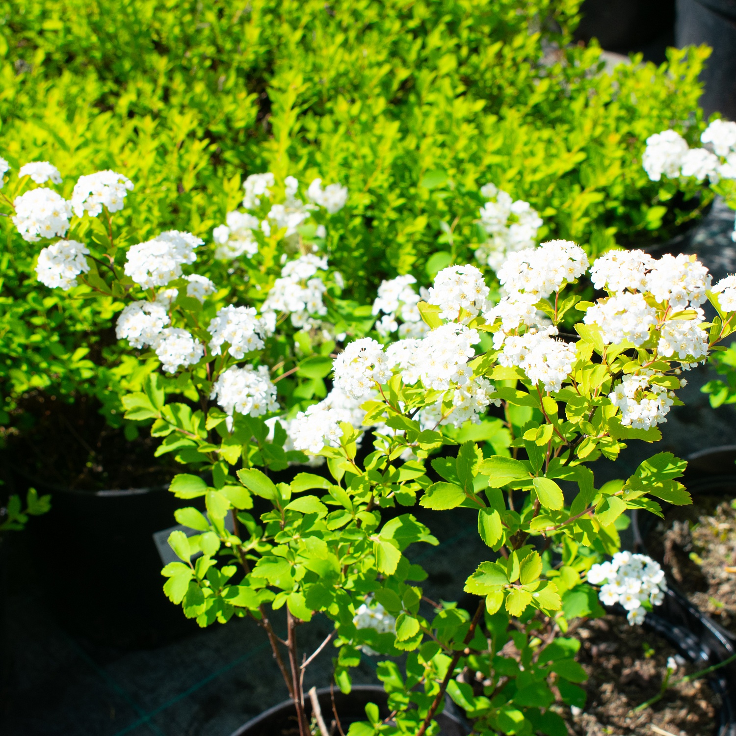 Декоративные деревья и кустарники: реальная красота