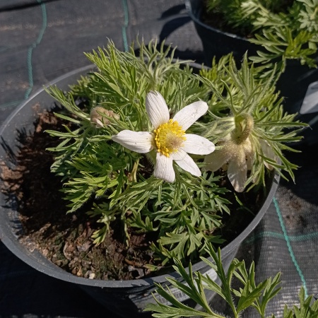 Прострел обыкновенный