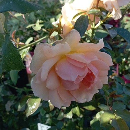 Роза флорибунда "Ханээштадт Росток" (Hansestadt Rostock)