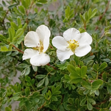 Лапчатка "Abbotswood"