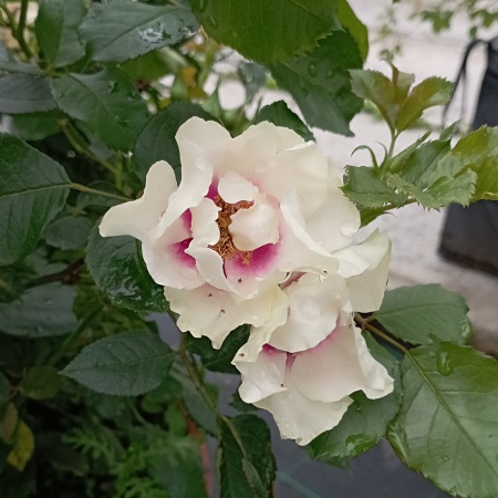 Роза гибрид р. персидской "Си Ю Ин Ред" (See You In Red)