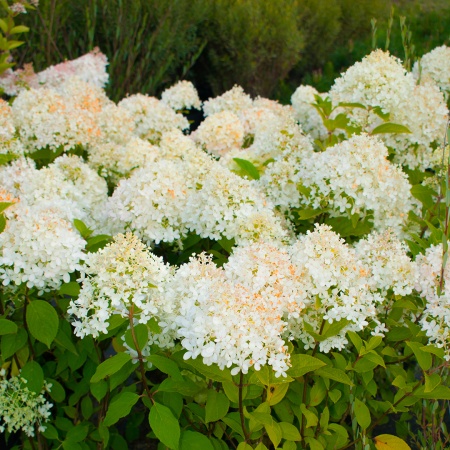 Гортензия метельчатая "Magical Candle" (Мэджикал Кэндл)