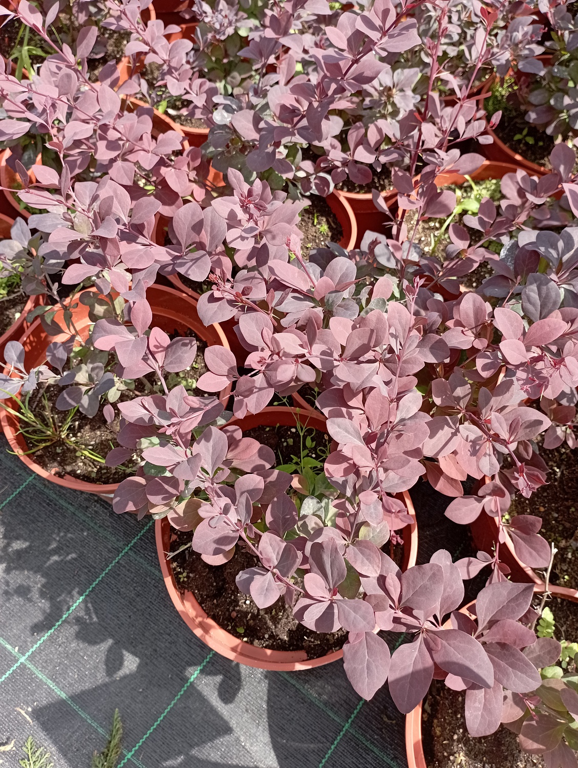 Барбарис оттавский "Superba" (Суперба)