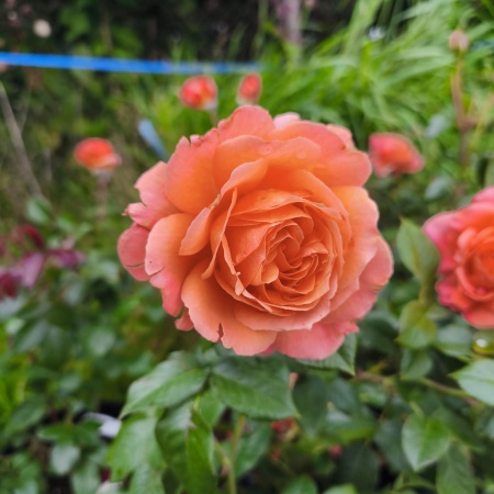 Роза чайно-гибридная Бельведер