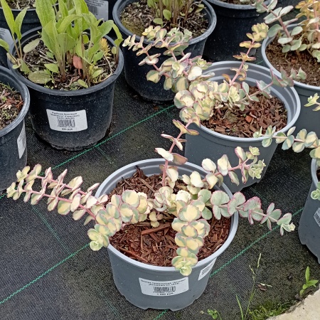 Очиток такесимский "Atlantis" (Атлантис)