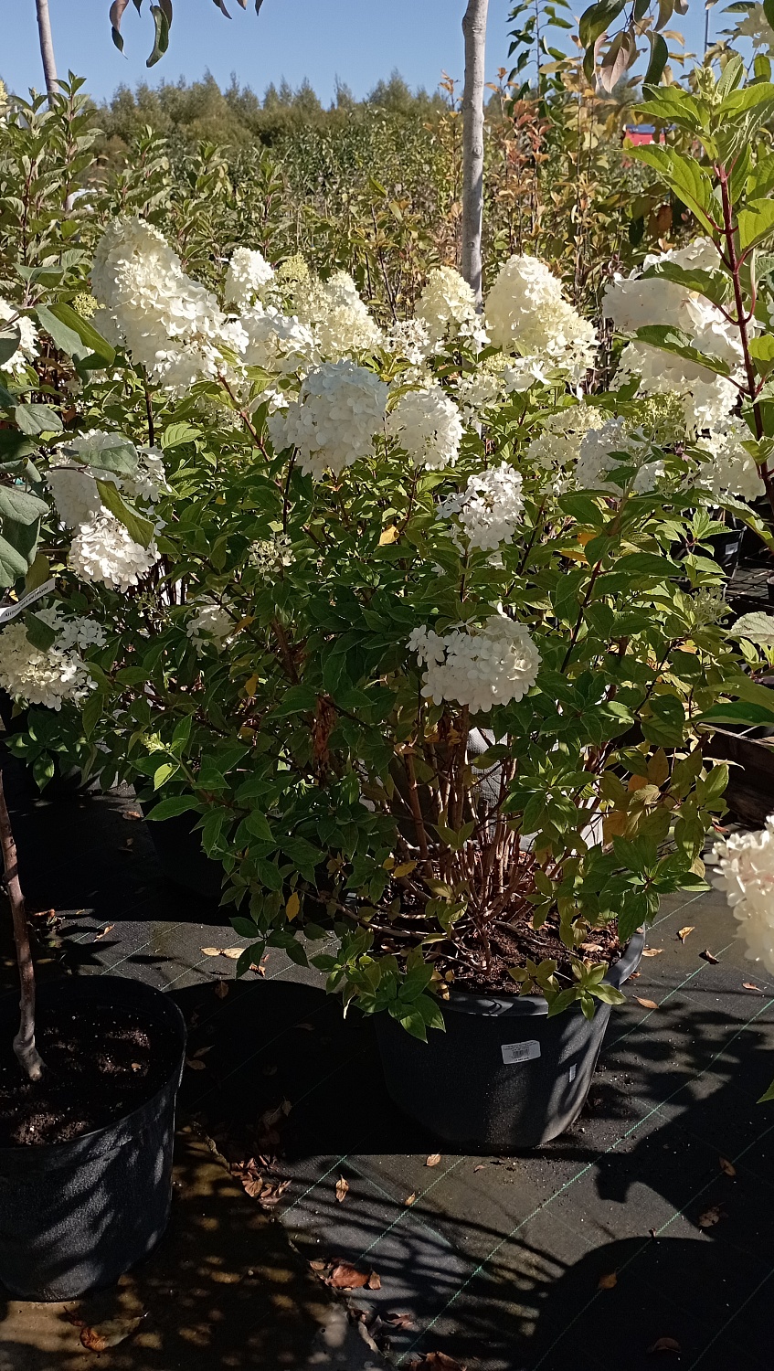 Гортензия "Vanille Fraise"