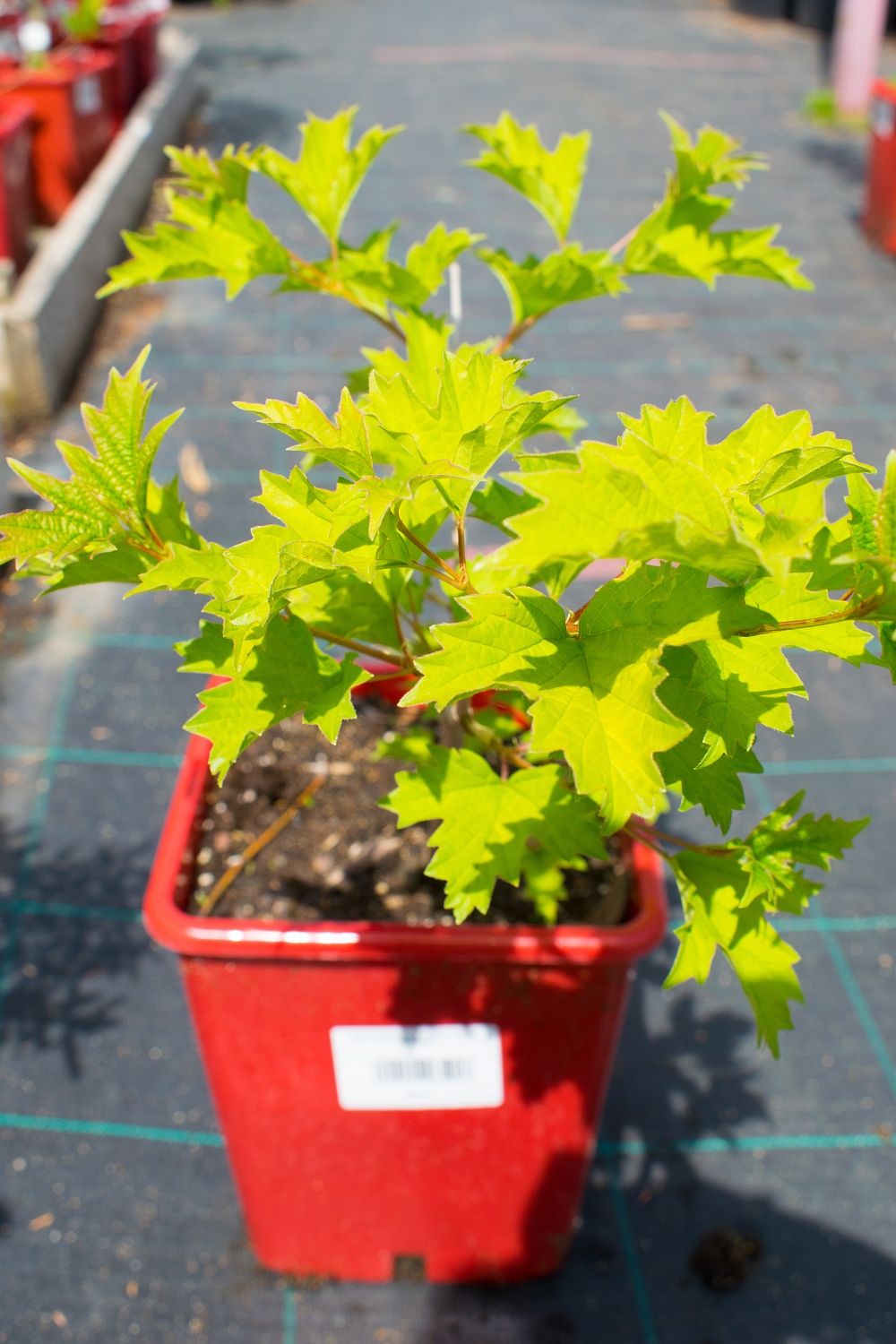 Калина "Красный коралл"