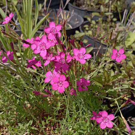 Гвоздика травянка "Confetty Deep Red" (Конфетти Дип Ред)