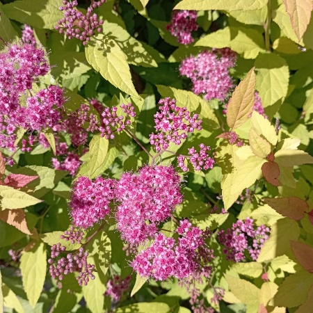 Спирея японская "Goldflame" (Голдфлейм)