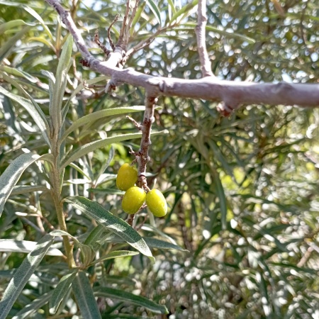 Облепиха Ботаническая любительская