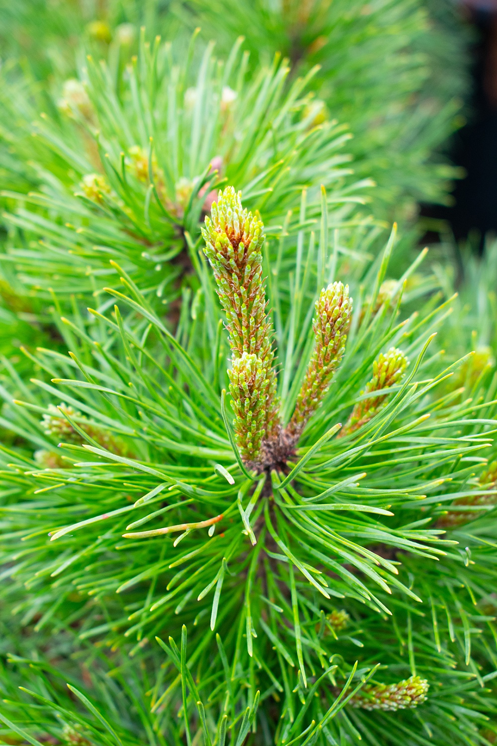 Сосна горная Сосна горная