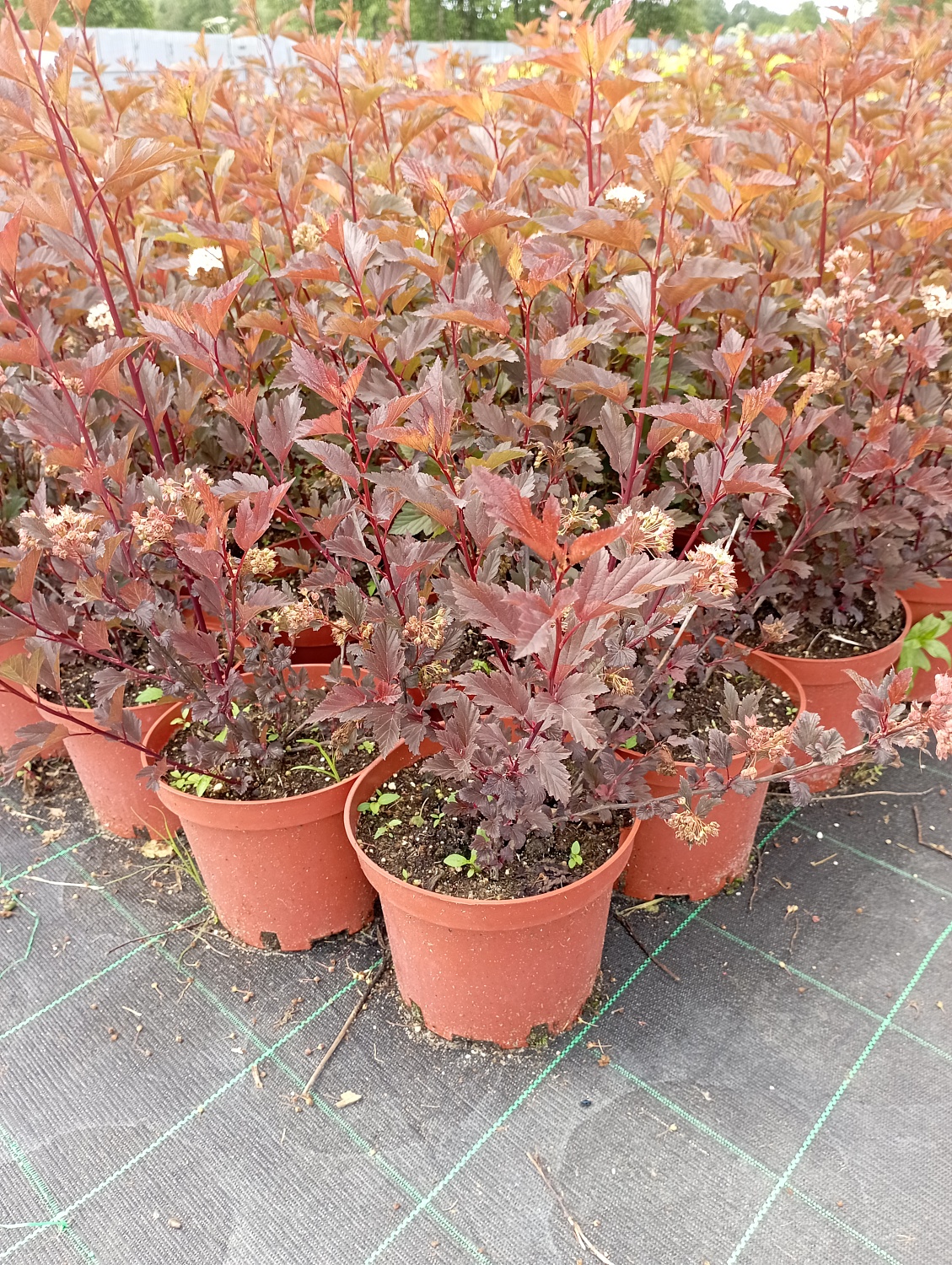 Пузыреплодник калинолистный "Diabolo"