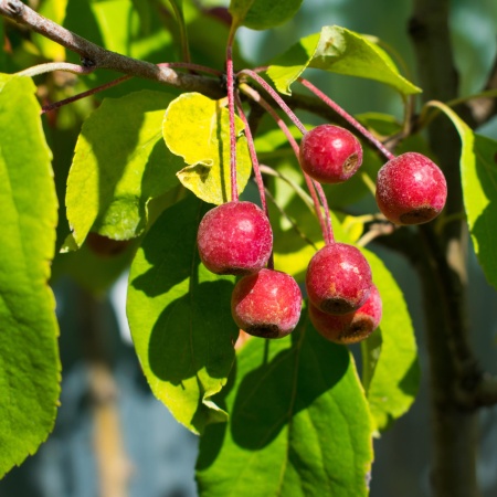 Яблоня декоративная Стрит Парад