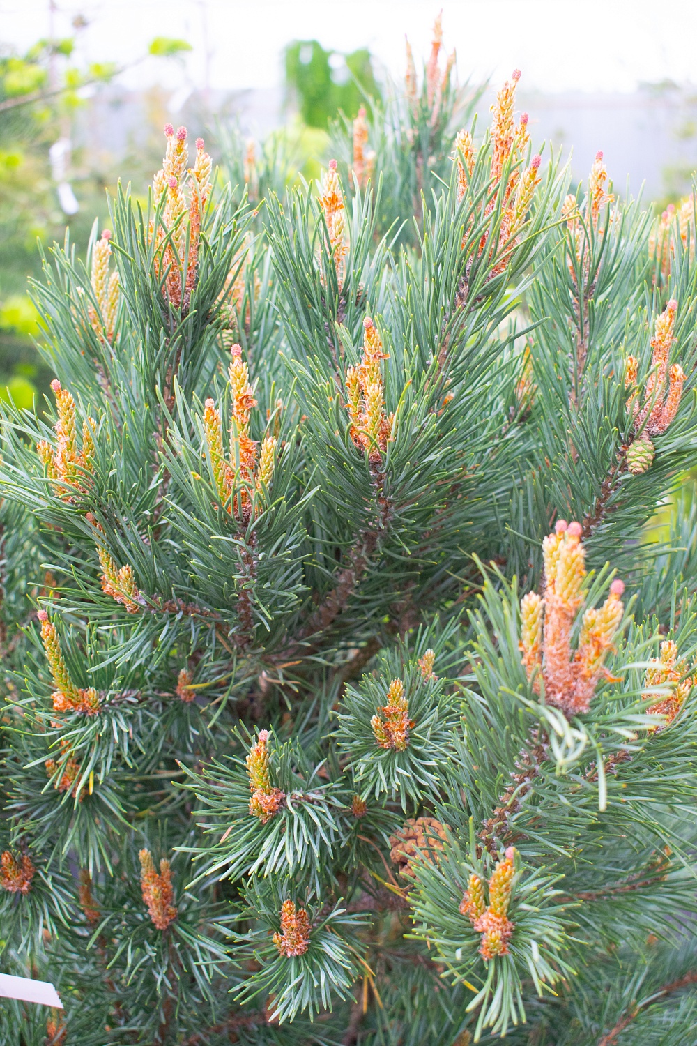 Сосна обыкновенная "Ватерери" / Pinus sylvestris "Watereri" Сосна обыкновенная "Ватерери" / Pinus sylvestris "Watereri"