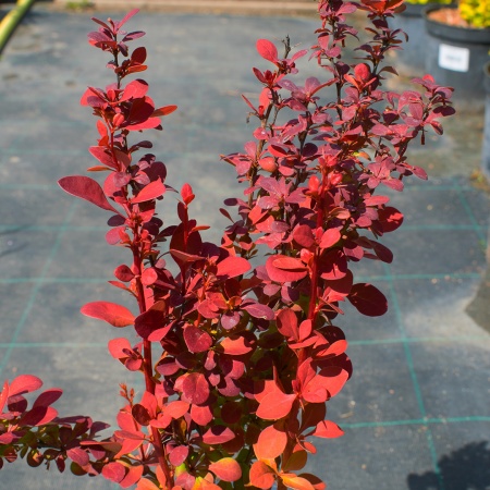 Барбарис тунберга "Orange Rocket " (Оранж Рокет) Барбарис тунберга "Orange Rocket " (Оранж Рокет)