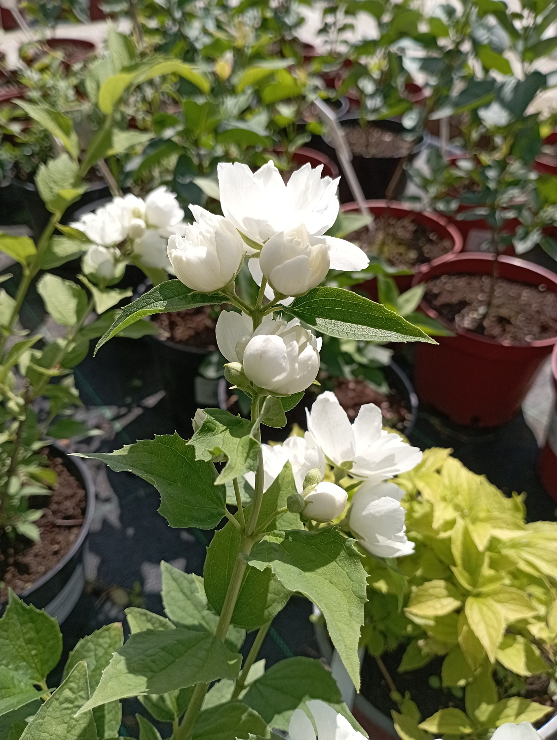 Чубушник венечный "Память о Вехове"