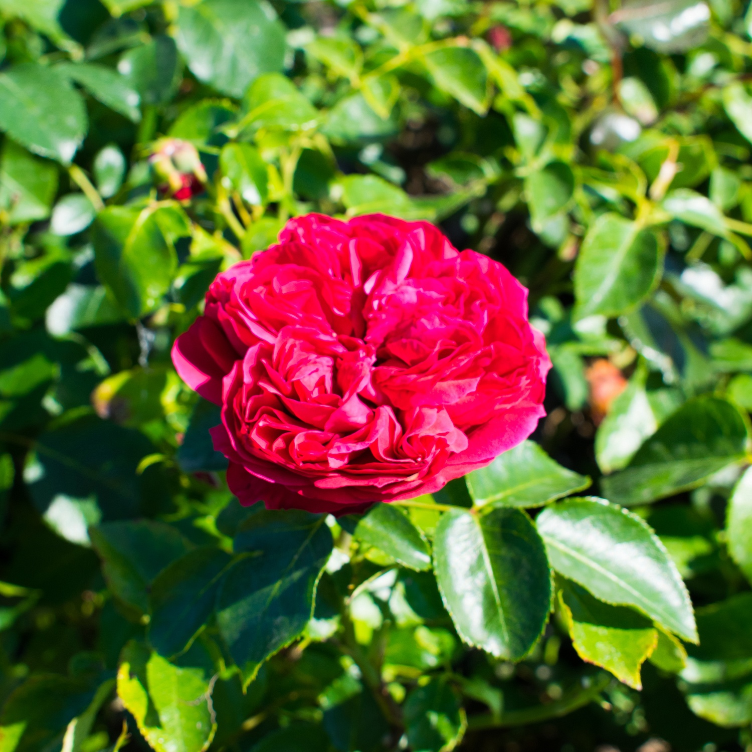 Розы красные… Розы прекрасные…. Или 200 сортов кустовых роз, которые могут украсить ваш сад и вашу жизнь!