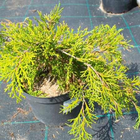 Микробиота перекрестнопарная / Microbiota decussata