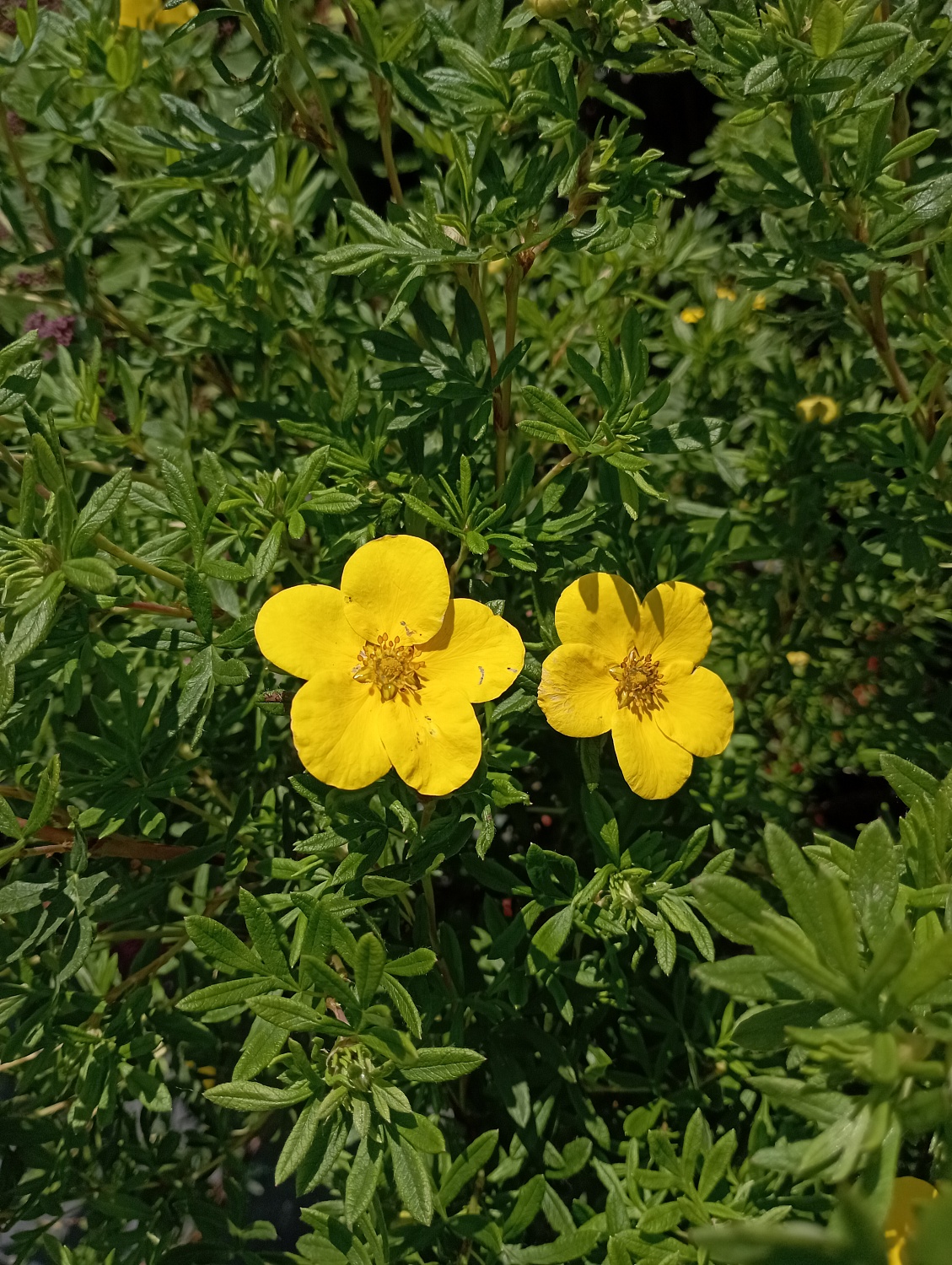 Лапчатка "Goldfinger" (Голдфингер)