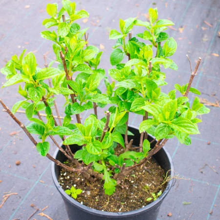 Гортензия метельчатая "Сильвер доллар" / Hydrangea paniculata "Silver Dollar"