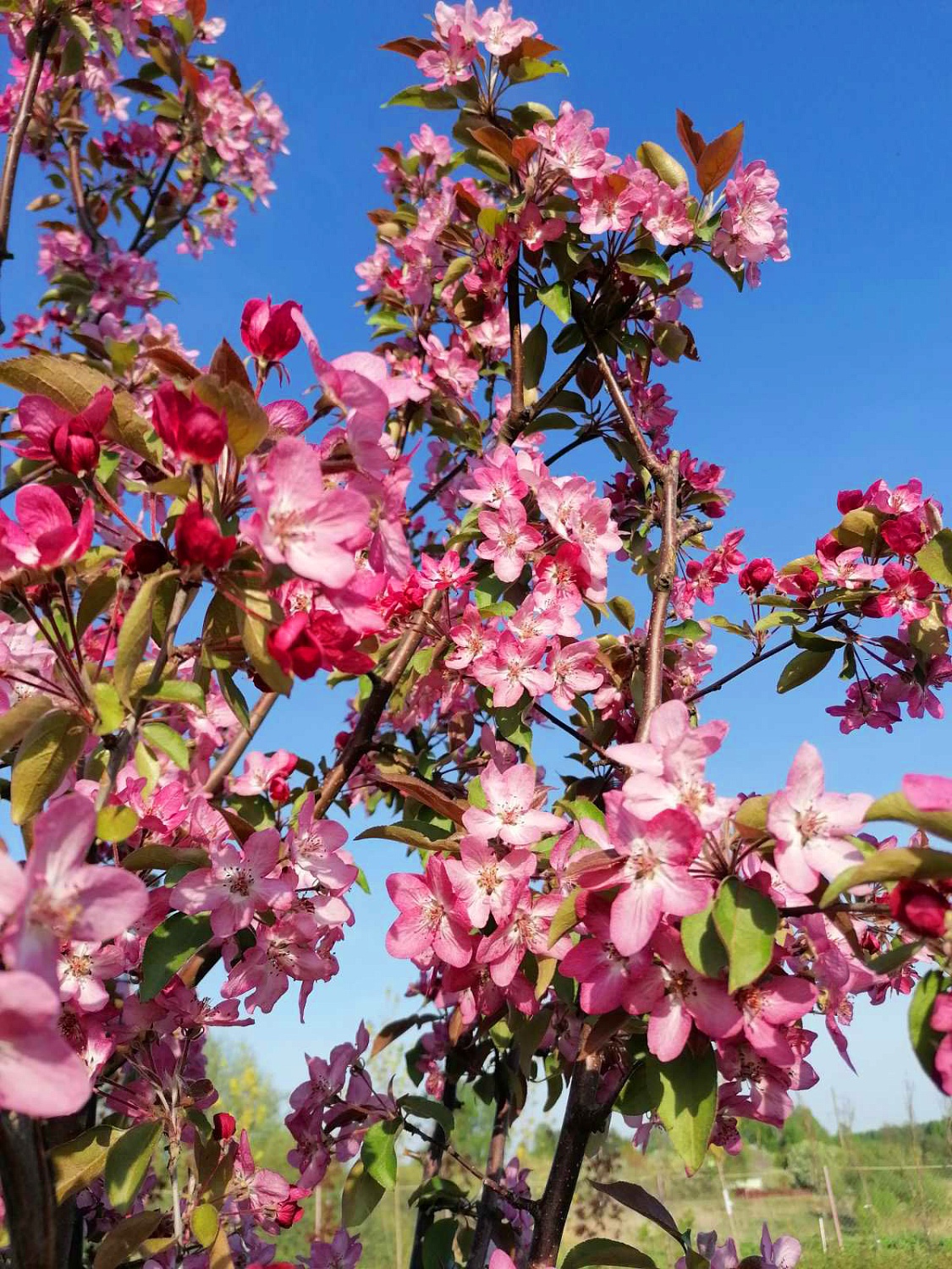 Яблоня декоративная Пионерка