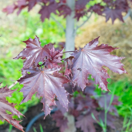 Клен остролистный "Кримсон Сентри" / Acer platanoides "Crimson Sentry"