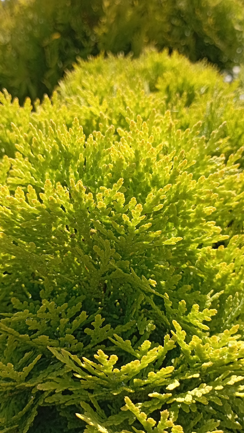 Туя западная Mirjam