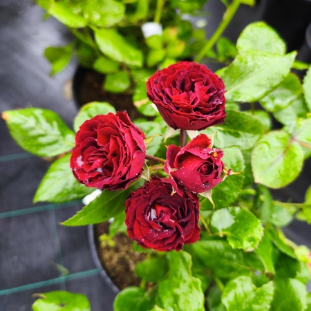 Роза Ред Сенсейшн