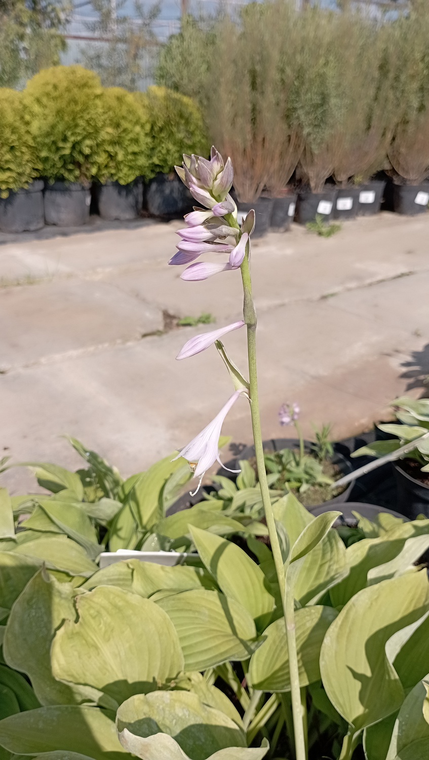 Хоста "Hyacinthina" (Гиацинтина) Хоста "Hyacinthina" (Гиацинтина)