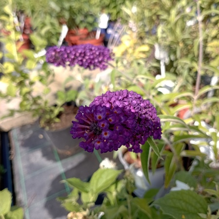 Буддлея Давида "Black Knight" (Блэк Найт)