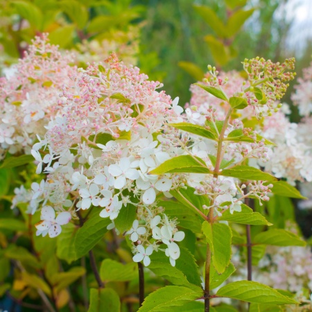 Гортензия метельчатая "Grandiflora"