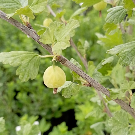 Крыжовник Юбиляр