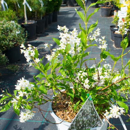 Дейция "Yuki Snowflake"