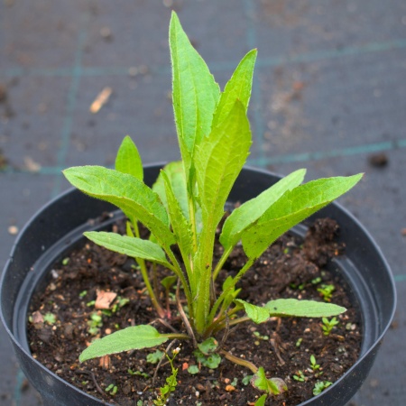 Рудбекия блестящая "Goldsturm" (Голдструм)