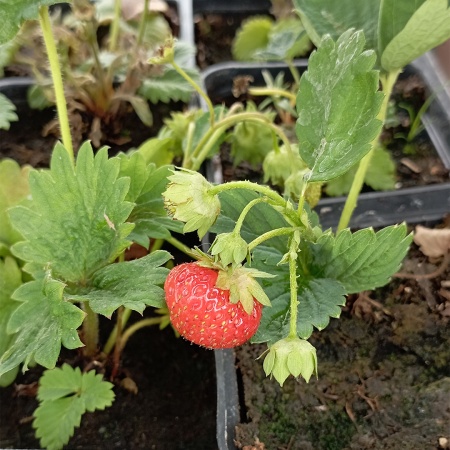 Земляника Кимберли (ранний) (Mini Tray plants)
