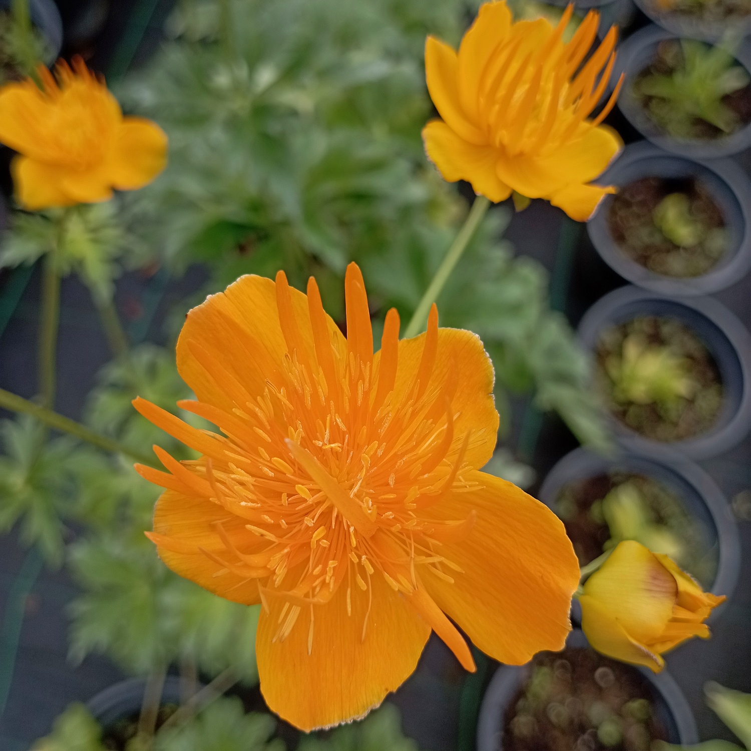 Купальница китайская ярко-оранжевый