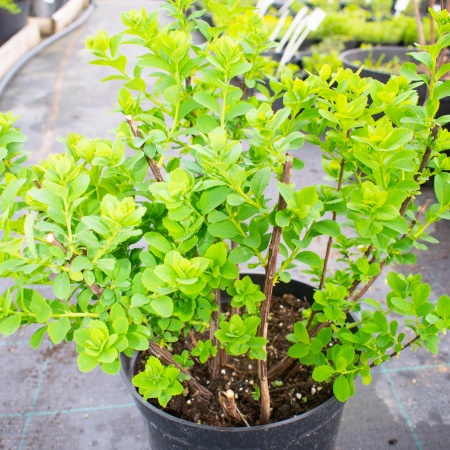 Спирея березолистная