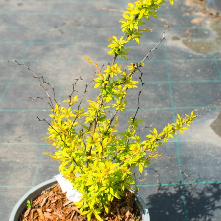 Барбарис Тунберга "Golden Dream"