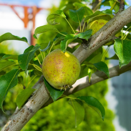 Груша Любимица Яковлева